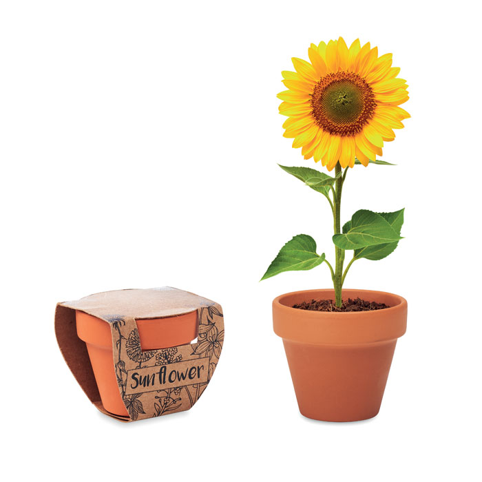 SUNFLOWER - Potje Zonnebloem