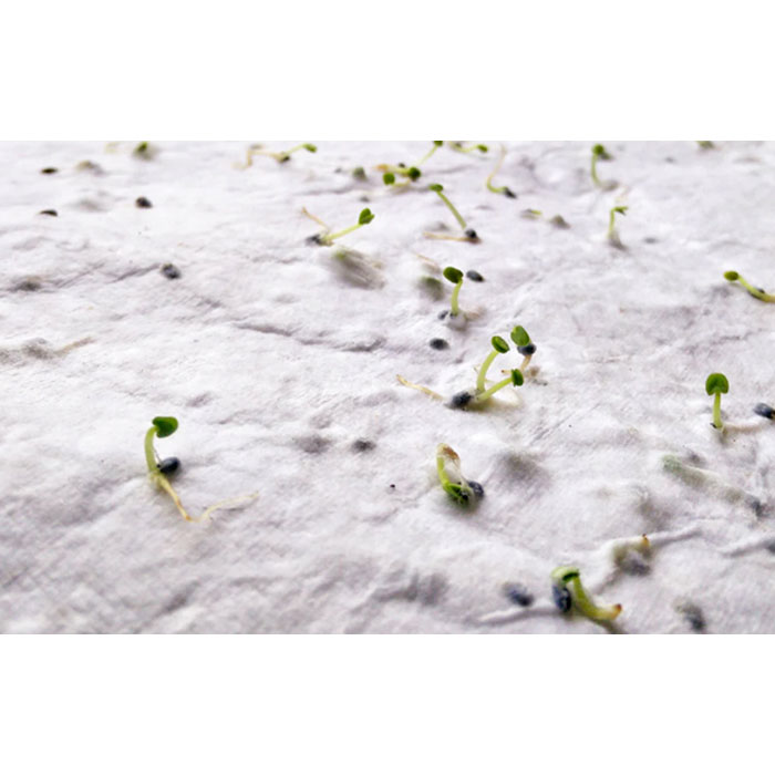 ASIDO - A6 zaadpapier wilde bloemen