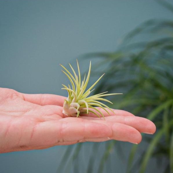 Airplant - Cardholder & tube