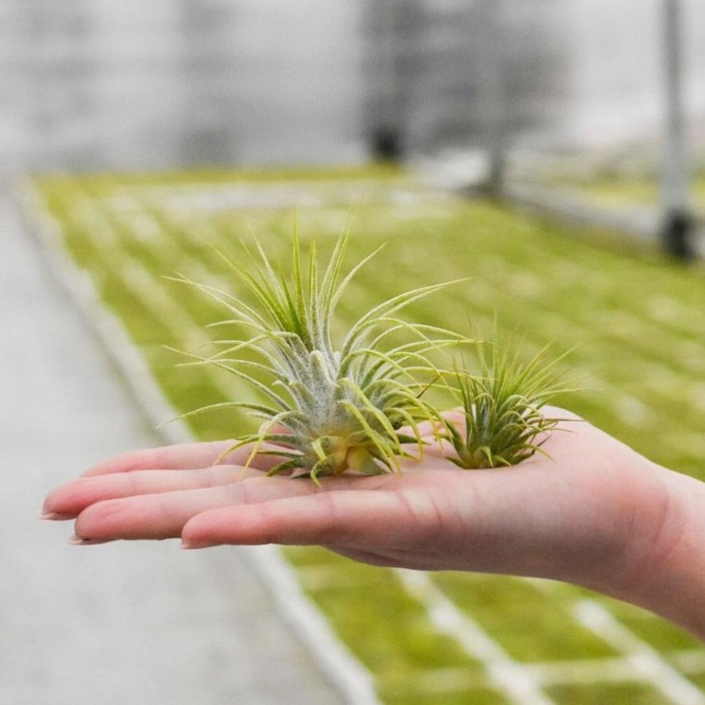 Airplant - Cardholder & tube