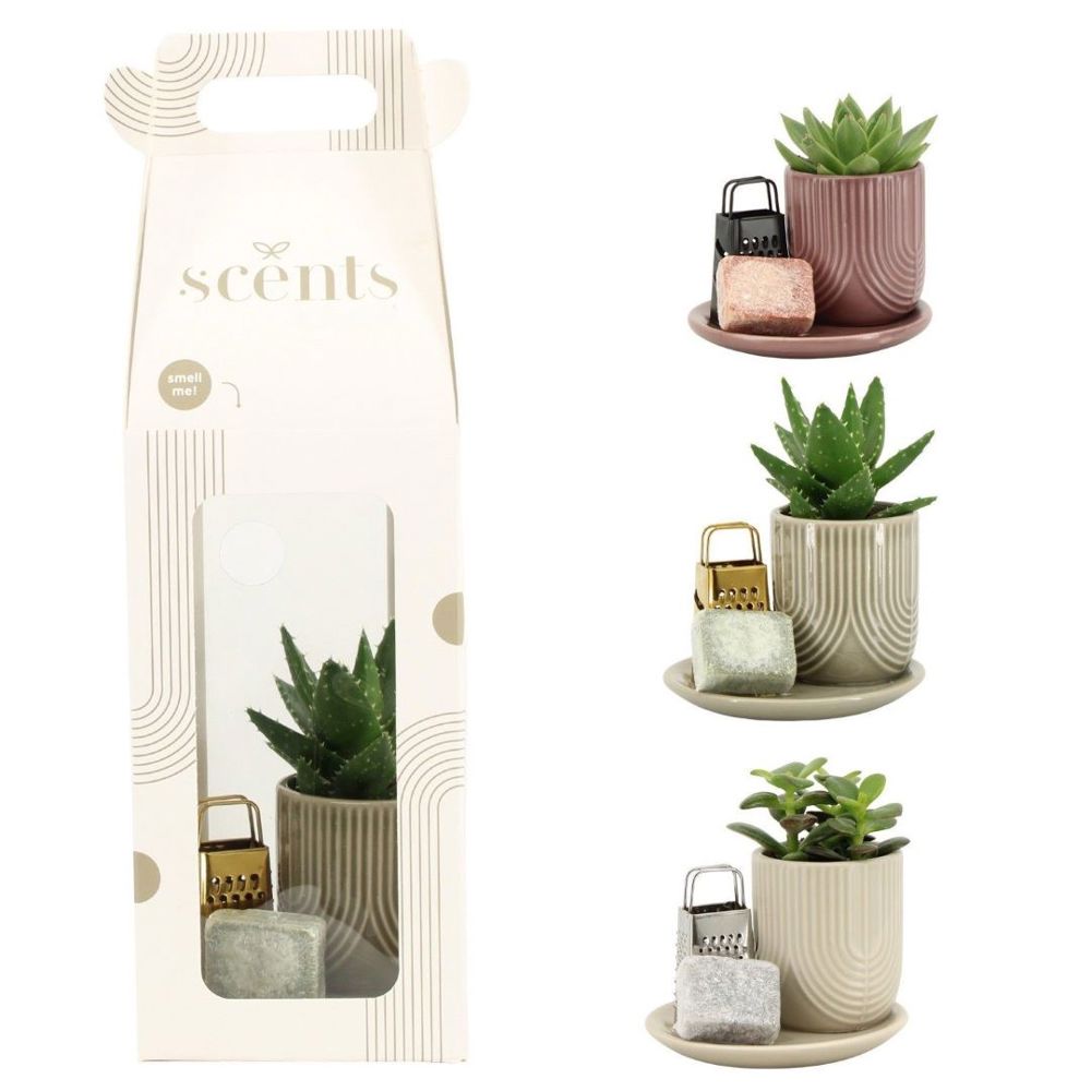 Aromatic Giftset small